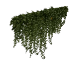 veg_ivy_balcny_kb3