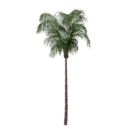 veg_palmkb13