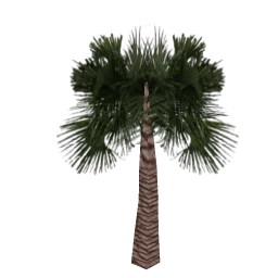 veg_palmbig14