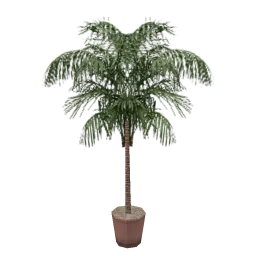 veg_palmkb14
