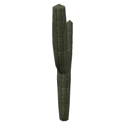 sjmcacti1