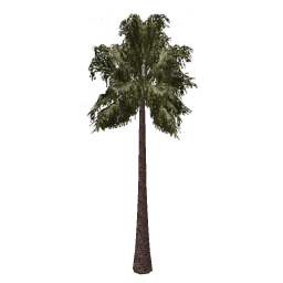 sjmpalmbig
