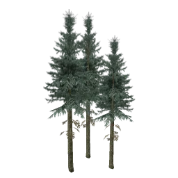 sm_fir_group