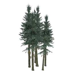 sm_fir_copse1