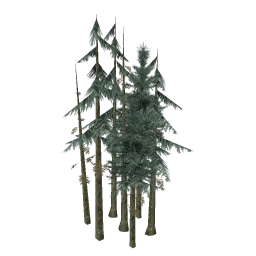 sm_fir_copse2