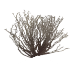 sm_des_bush1