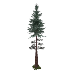 sm_redwood_