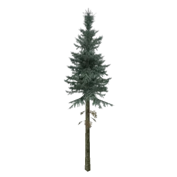 sm_fir_tall