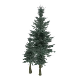 sm_firtbshg
