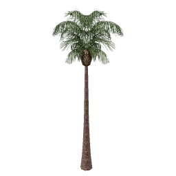 vgs_palm01