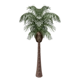 vgs_palm02