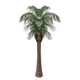 vgs_palm03