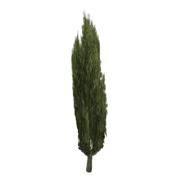ceasertree01_lvs
