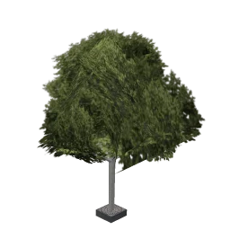 aw_streettree3