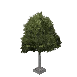 aw_streettree2