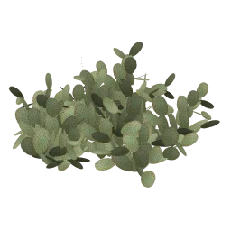 sm_des_cactiigrp
