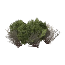 sm_bush_large_1