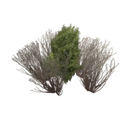 sm_bush_small_1