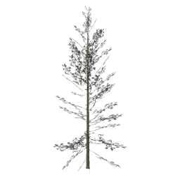 Cedar3_hi