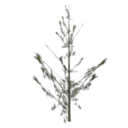 Cedar2_hi