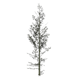 Cedar1_hi