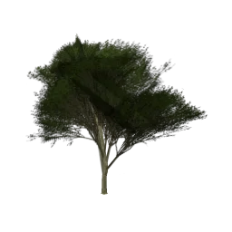 Elmtreegrn_hi