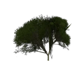 Elmtreegrn2_hi