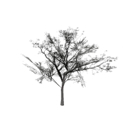 Locust_hi