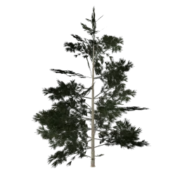 Pinebg_hi