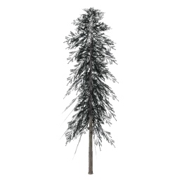 sprucetree_hi
