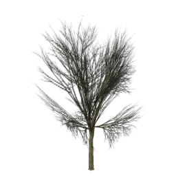 Elmdead_hi