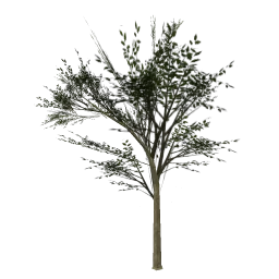 Elmwee_hi