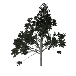 Hazelweetree_hi