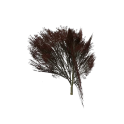 Elmred_hism