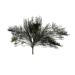 Elmsparse_hism