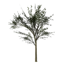 Elmwee_hism
