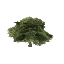 hashburytree4sfs