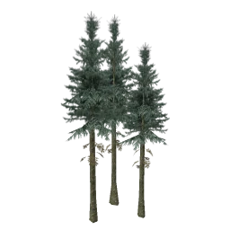 sm_fir_tallgroup