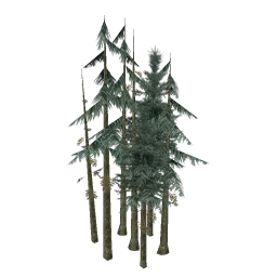 vbg_fir_copse