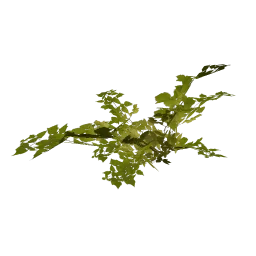 genVEG_bush08