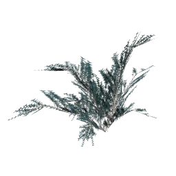 genVEG_bush18