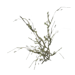 genVEG_bush19