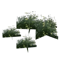 veg_Pflowers01
