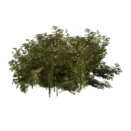 genVEG_bushy