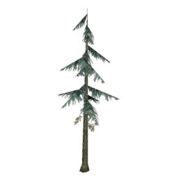 sm_fir_scabg_PO