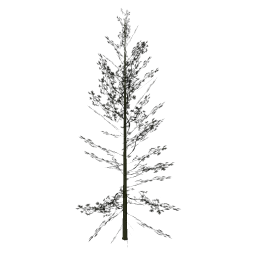 Cedar3_PO