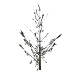 Cedar2_PO