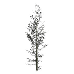 Cedar1_PO