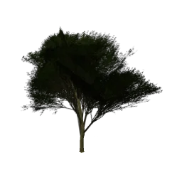 Elmtreegrn_PO