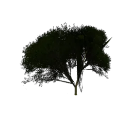 Elmtreegrn2_PO